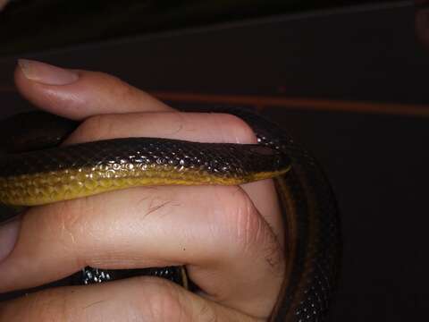 Image of Striped Crayfish Snake