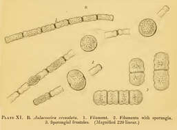 Sivun Aulacoseiraceae kuva