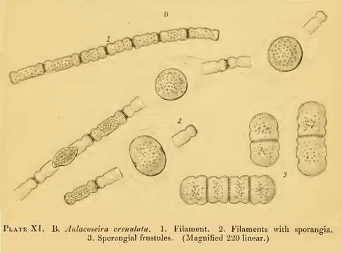 Image of Aulacoseiraceae