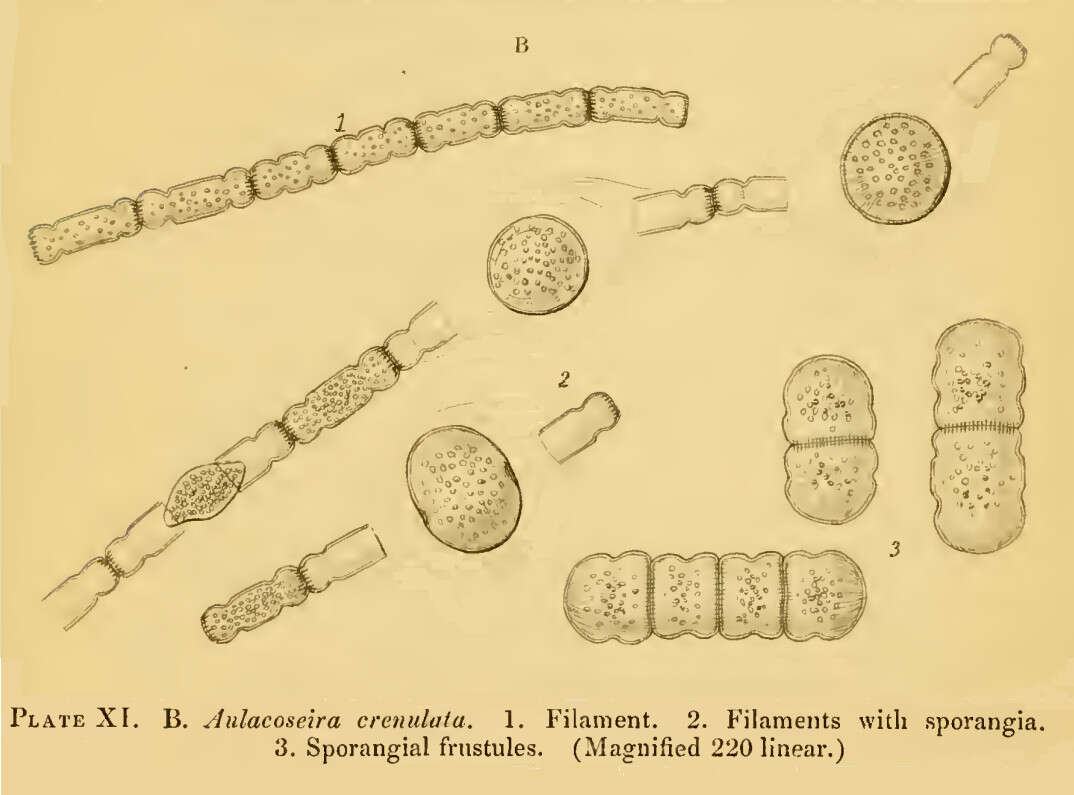 Image of Aulacoseiraceae