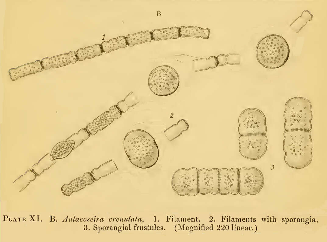 Sivun Aulacoseiraceae kuva