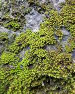 Image of zygodon moss