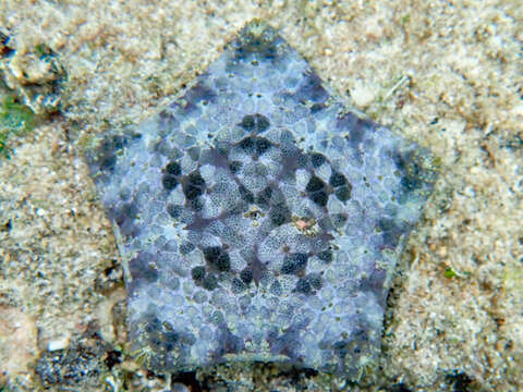 Image of Cushion star