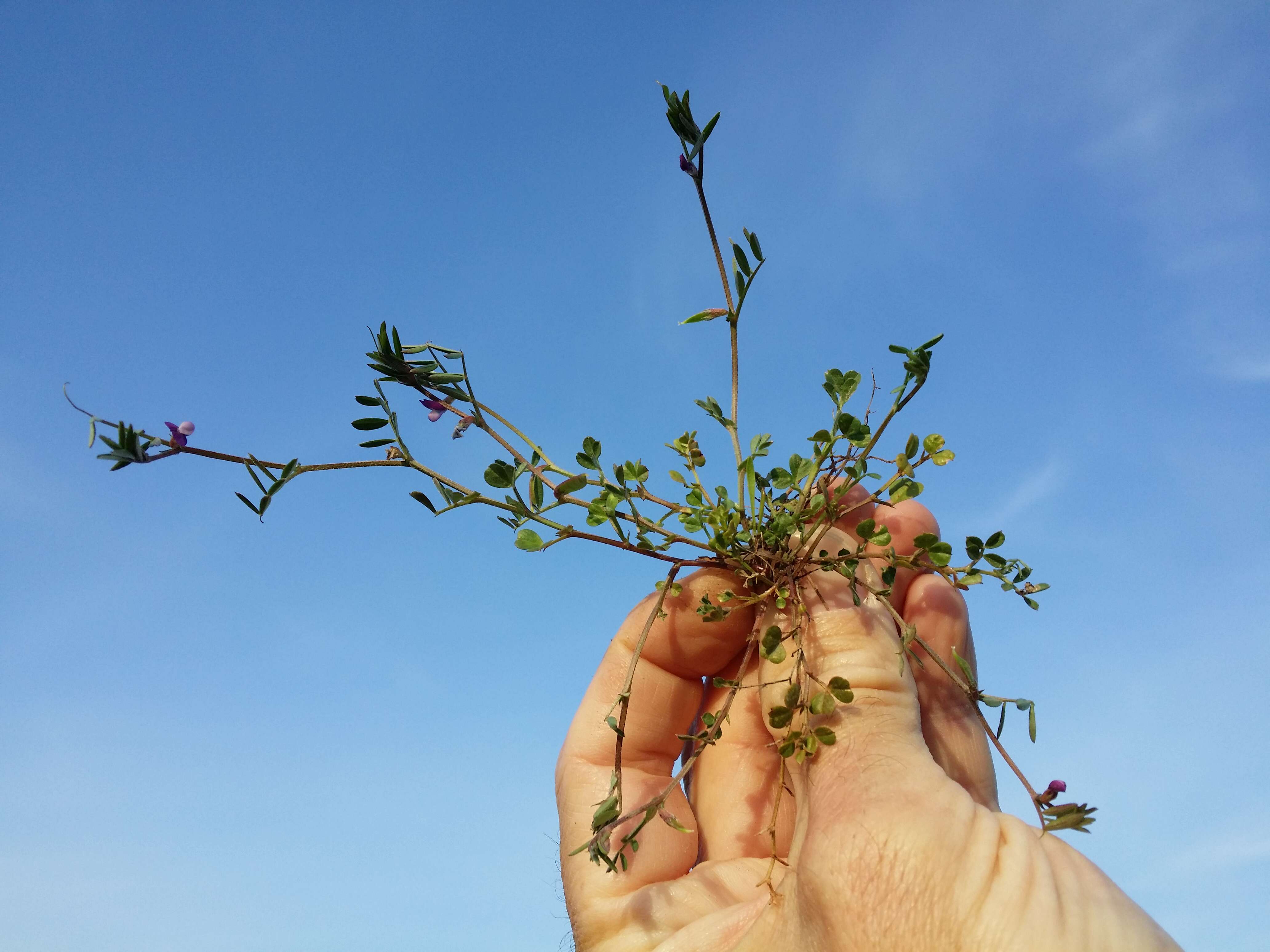 Imagem de Vicia lathyroides L.