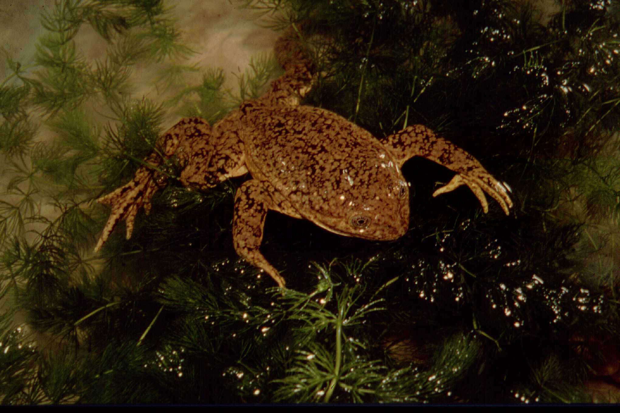 Image of Lake Junin frog