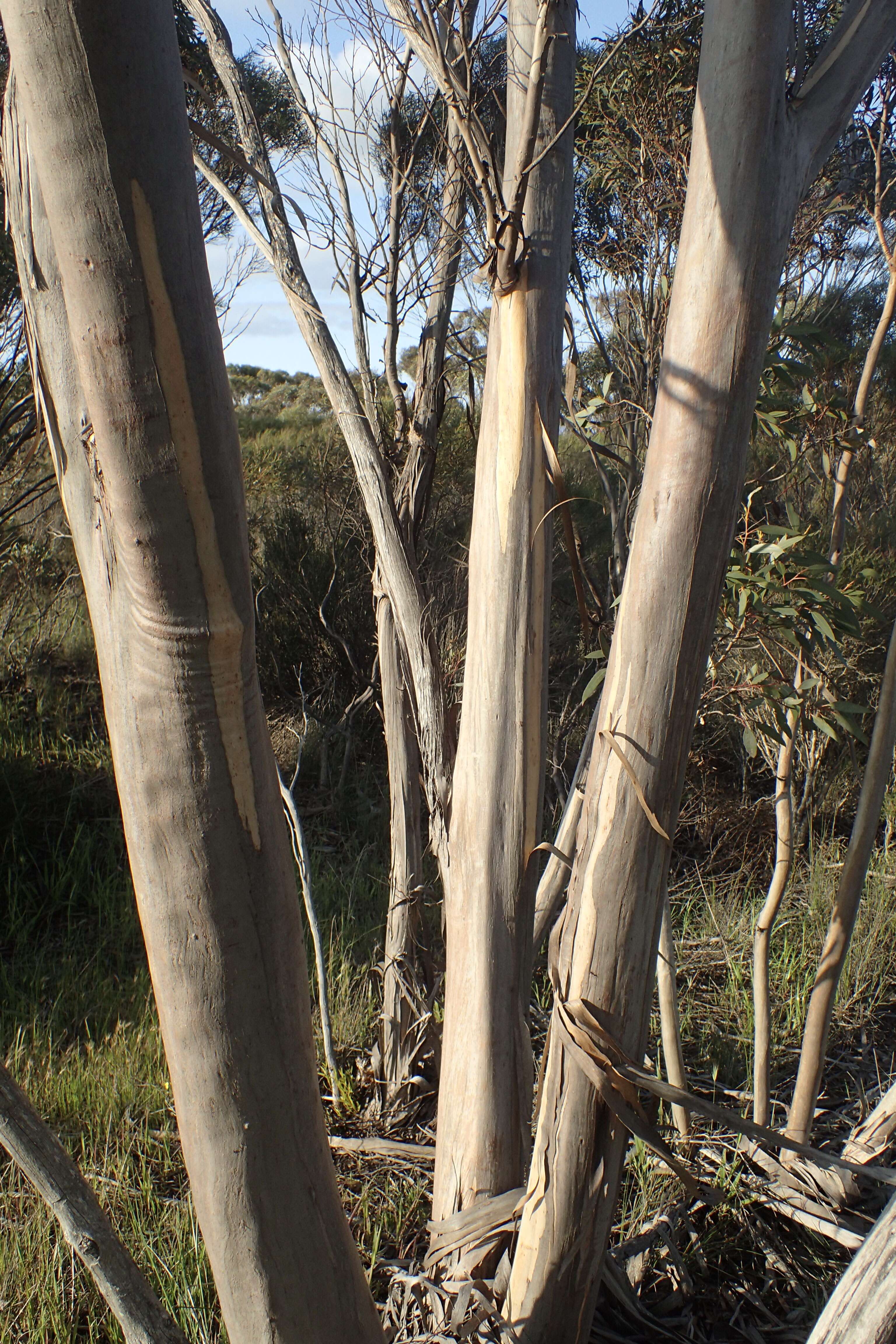 Image of Eucalyptus scyphocalyx (Benth.) Maiden & Blakely