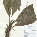 Image of Tacca bibracteata Drenth