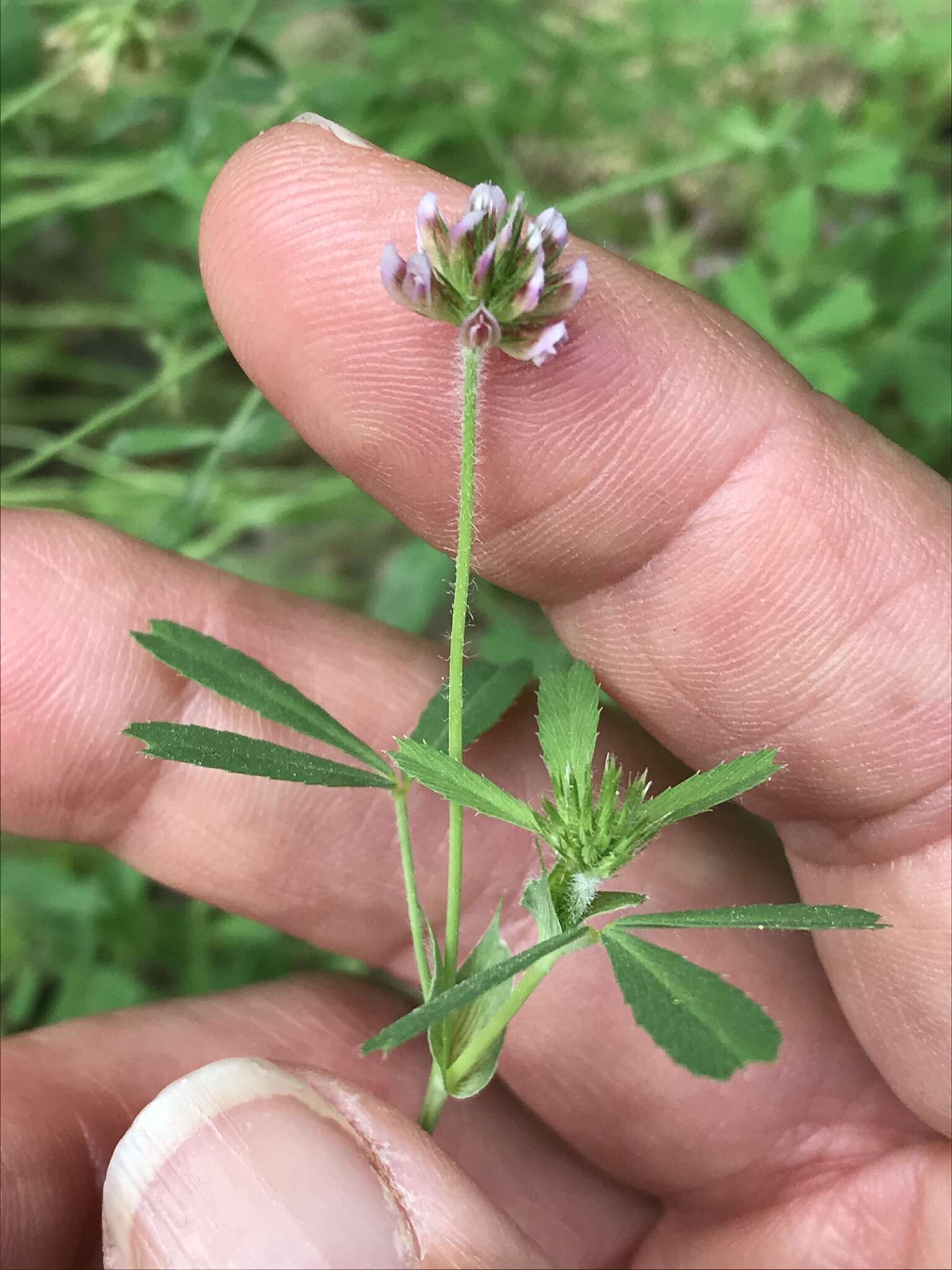 Image de Trifolium bifidum A. Gray