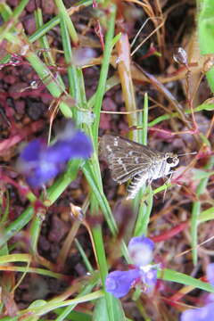 Image of Grey-veined Grass Dart