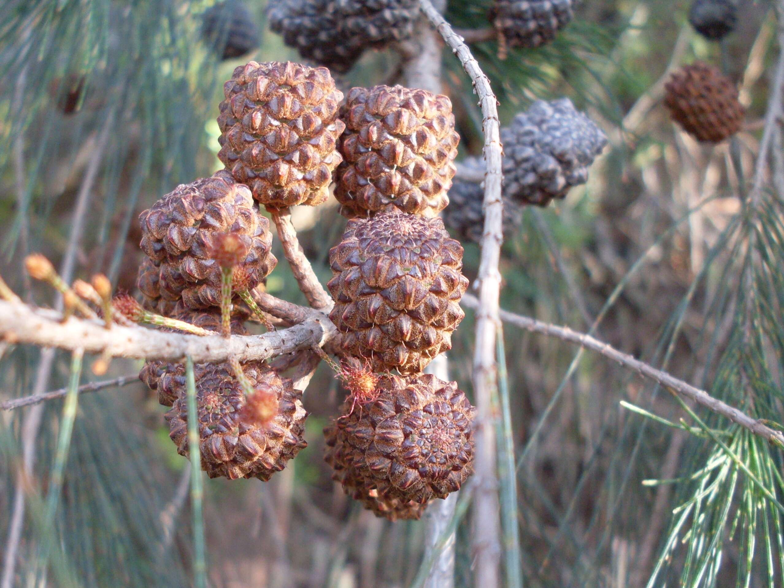 Image of black she-oak