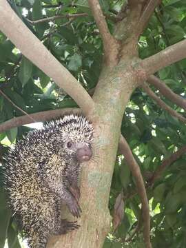 Image of Andean porcupine