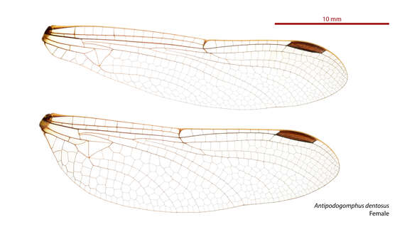 صورة Antipodogomphus dentosus Watson 1991