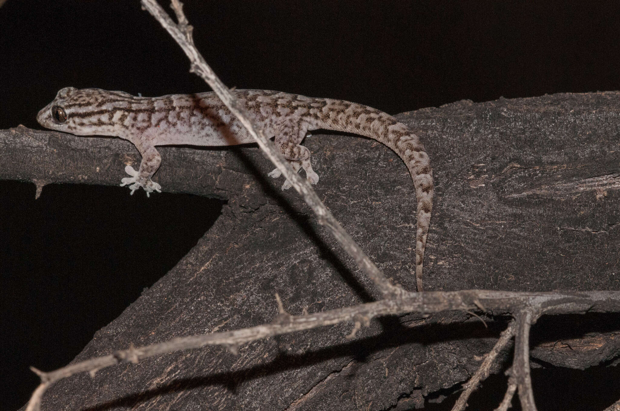 Image of Gehyra versicolor Hutchinson, Sistrom, Donnellan & Hutchinson 2014