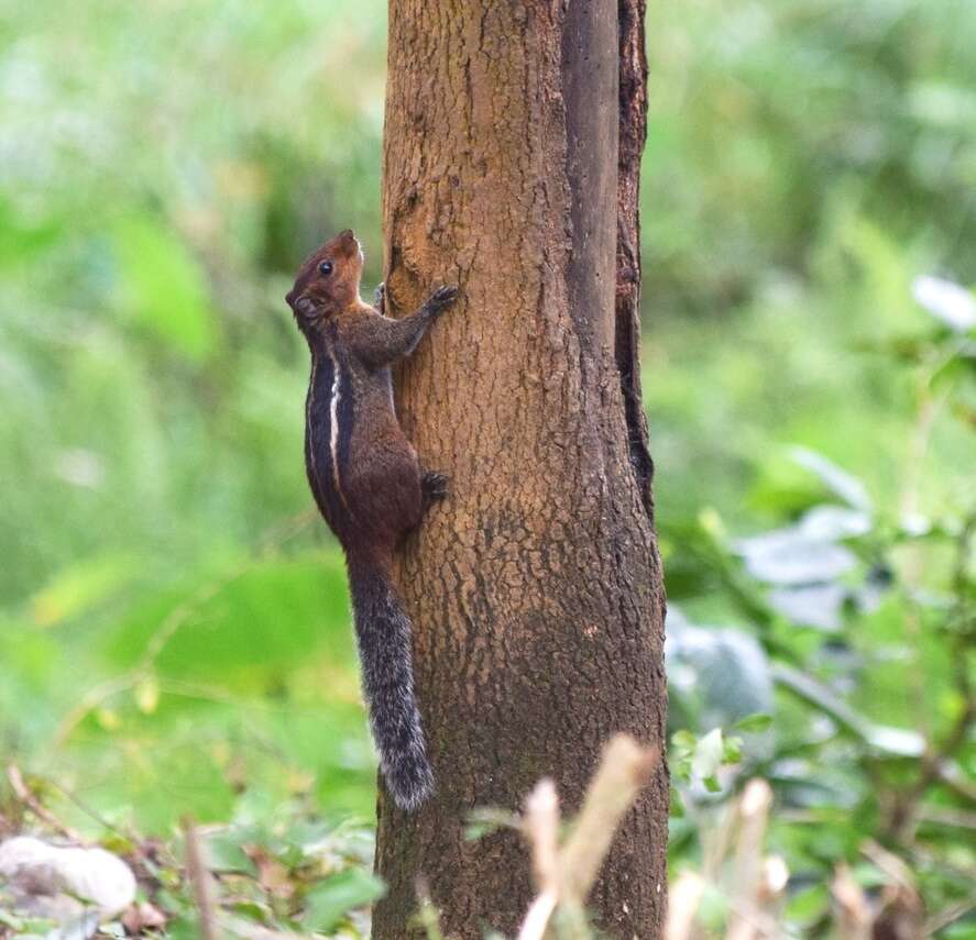 Sivun Funambulus tristriatus (Waterhouse 1837) kuva