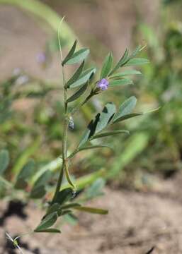 Imagem de Vicia lathyroides L.