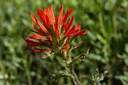 Image of wavyleaf Indian paintbrush