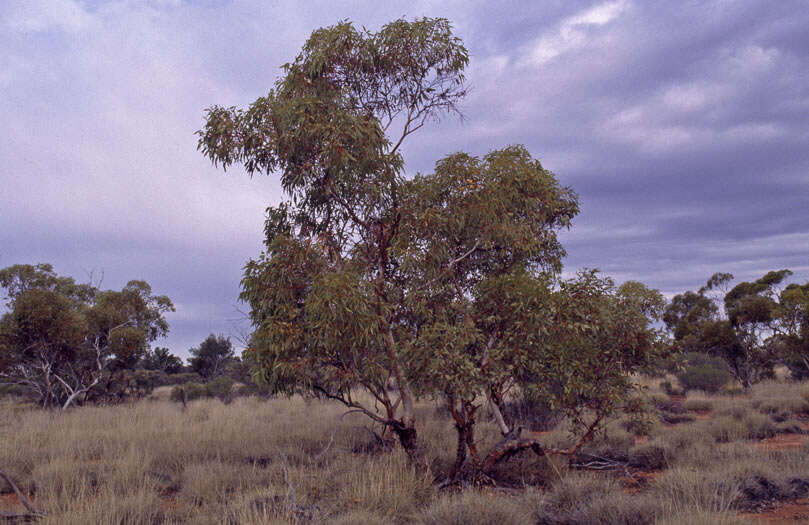 Image of Eucalyptus canescens D. Nicolle