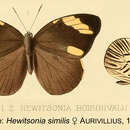 Image of Hewitsonia similis