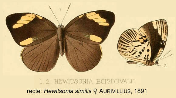 Image of Hewitsonia similis