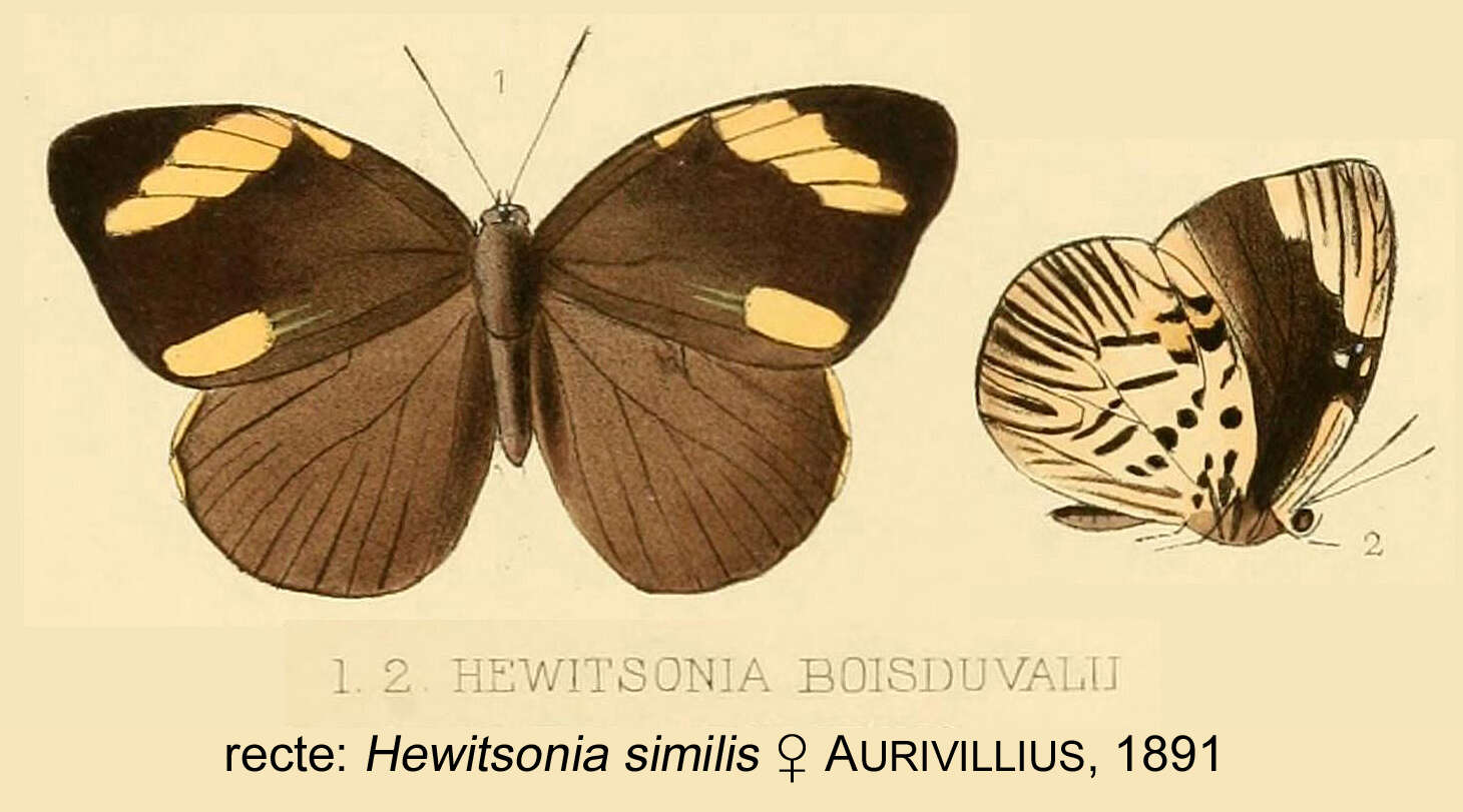 Слика од Hewitsonia similis