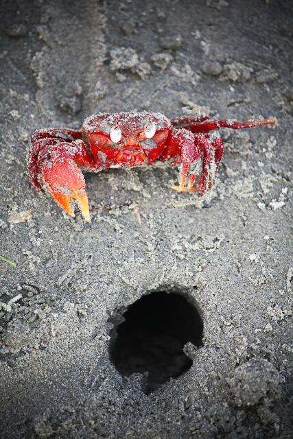 Image of red ghost crab