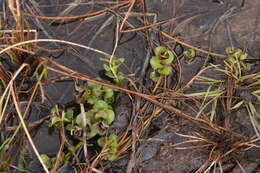 Image of Water Mint