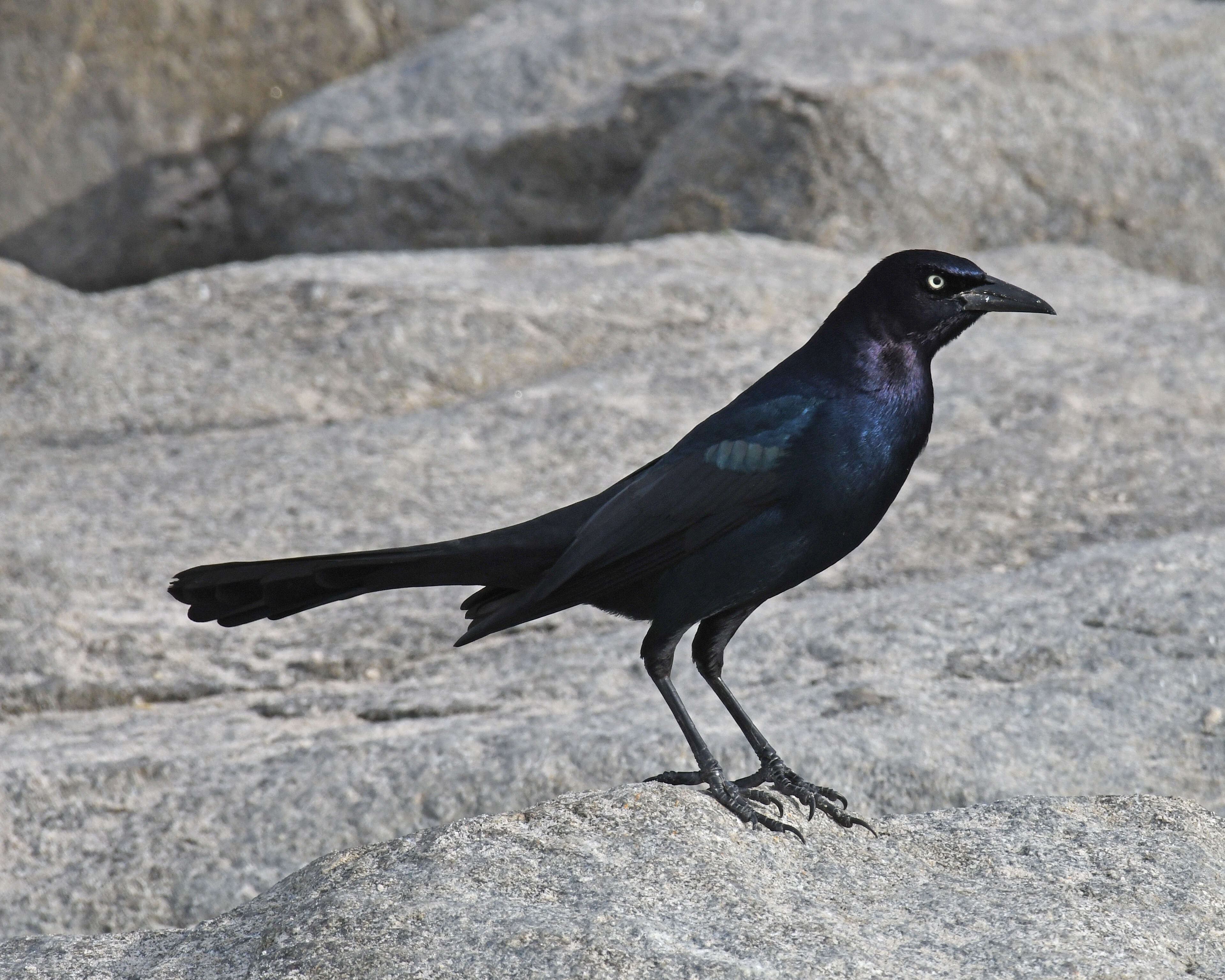 Image of Boat-tailed Grackle