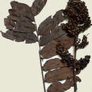 Imagem de Zanthoxylum gilletii (de Wildeman) Waterman