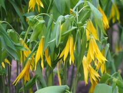 Image of largeflower bellwort