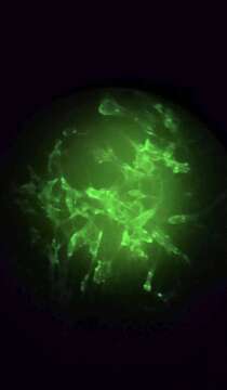 Image of Rabies virus