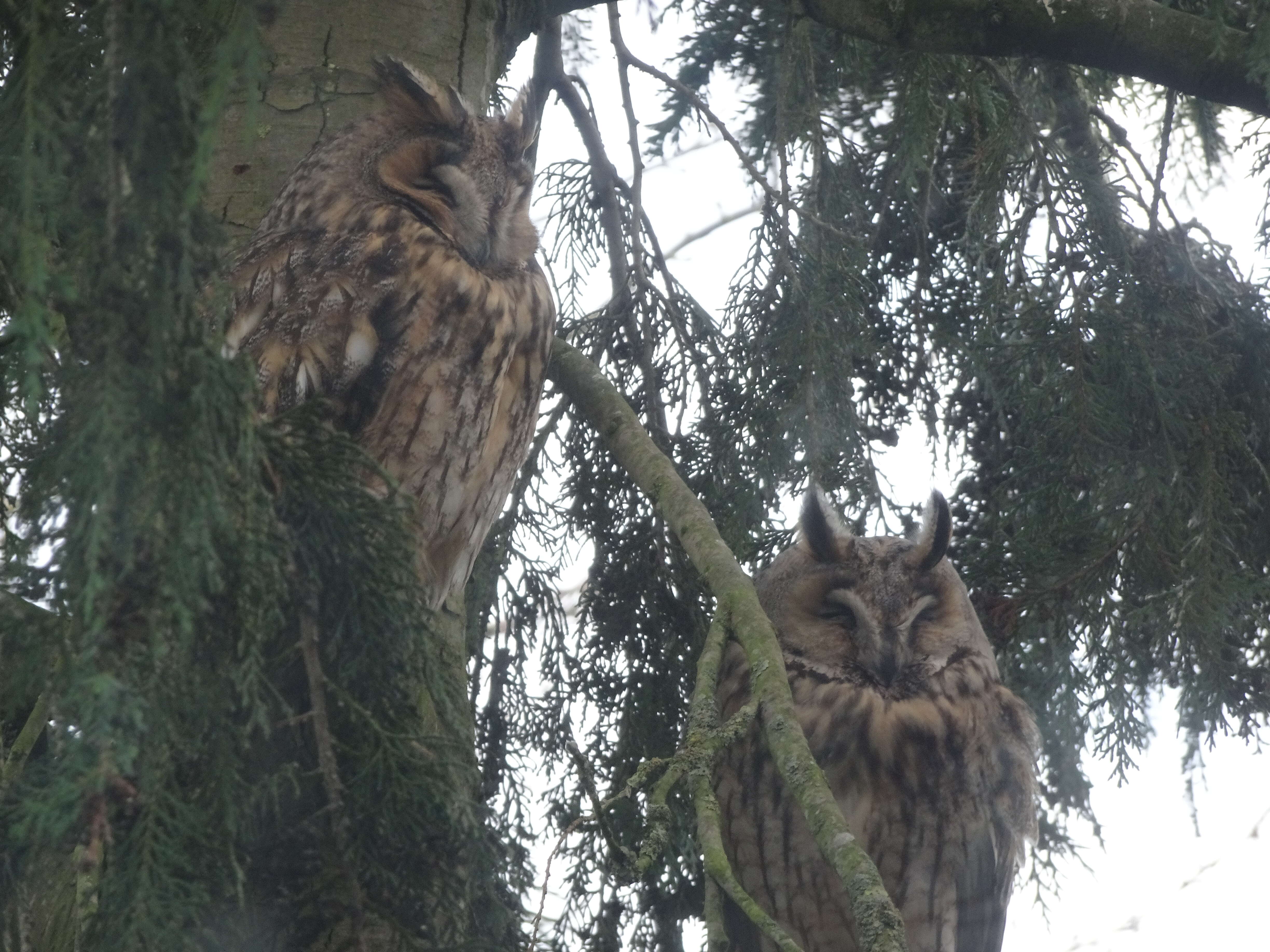 Image of Long-eared Owl