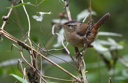 Image of Marsh Wren