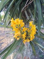 Image of Vanda garayi (Christenson) L. M. Gardiner