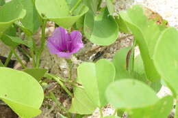 Ipomoea pes-caprae (L.) R. Brown resmi