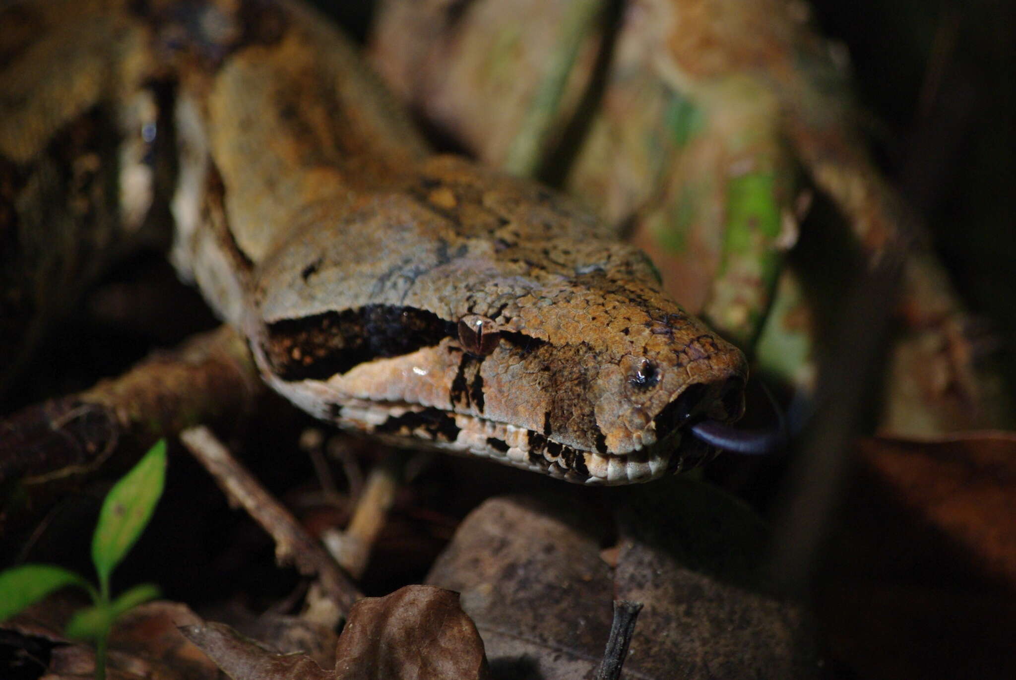 Image of Garden Tree Boa