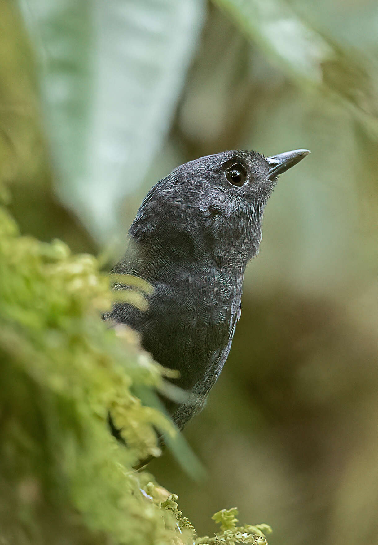 Image of Tatama Tapaculo