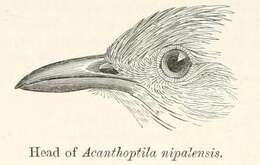 صورة Turdoides nipalensis (Hodgson 1836)