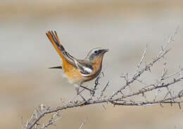 Image of Eversmann's Redstart