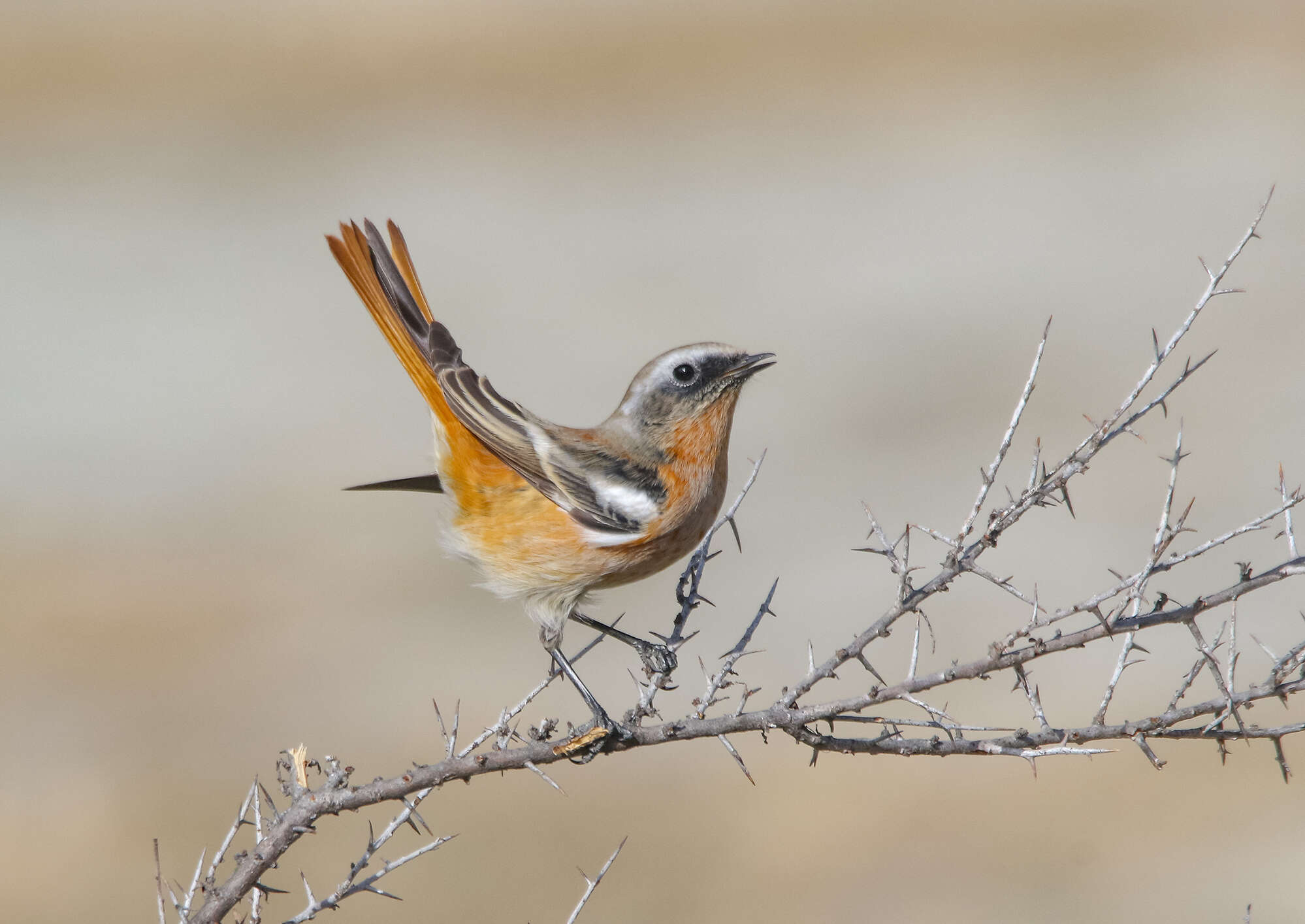 Image of Eversmann's Redstart