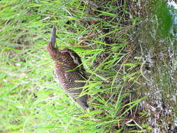 Image of Rufescent Tiger Heron