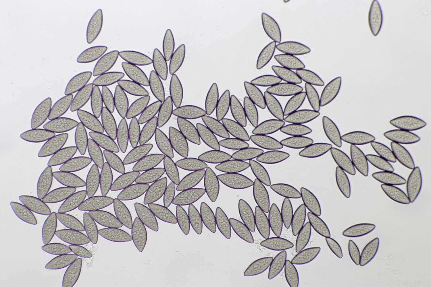 Image of Phycomycetaceae