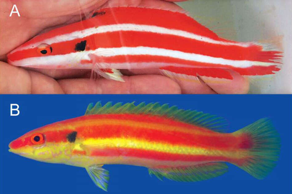 Image of Lemon-striped pygmy hogfish