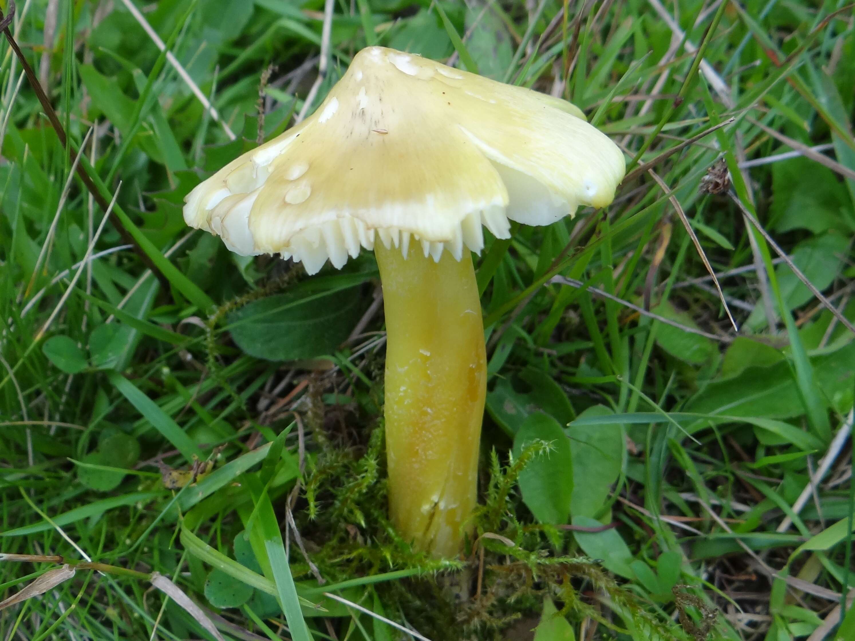 Image de Hygrocybe citrinovirens (J. E. Lange) Jul. Schäff. 1947