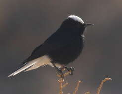 Image of White-crowned Black Wheatear