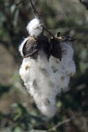 Imagem de Gossypium herbaceum L.