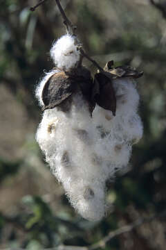 Gossypium herbaceum L. resmi