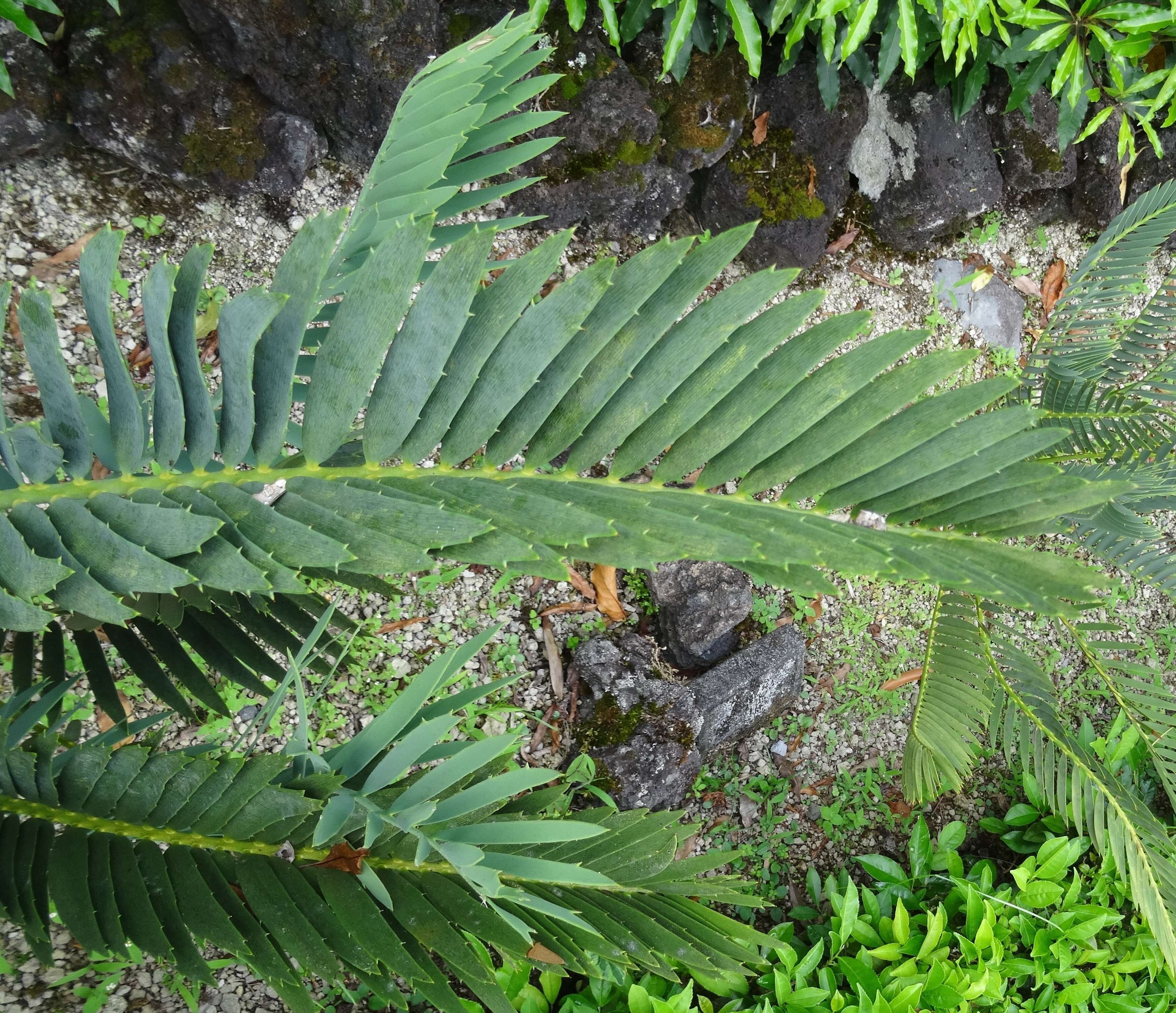 Image of Blue Cycad