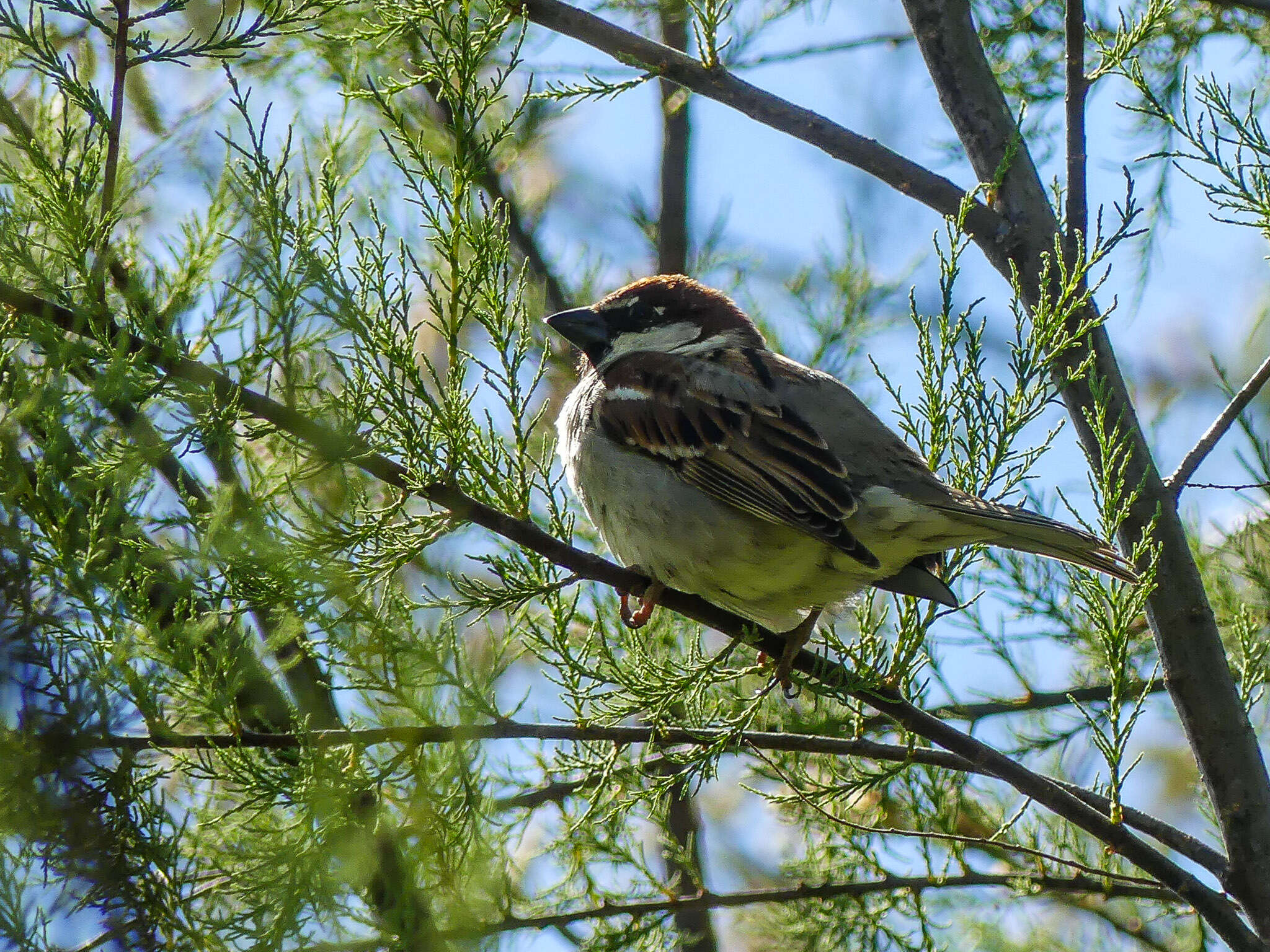 Image of Italian Sparrow