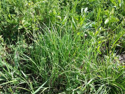 Image of carnation sedge