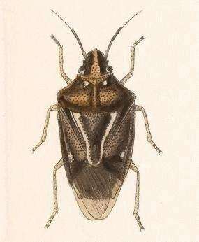 Image of Mormidea (Mormidea) pictiventris Stål 1862